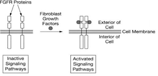 <p>Activation of Pathway</p>