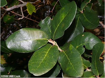 <p>. skinny acorn deepish cup leaves can be skinny??? can also be toothed. shiny, rolled edges</p>