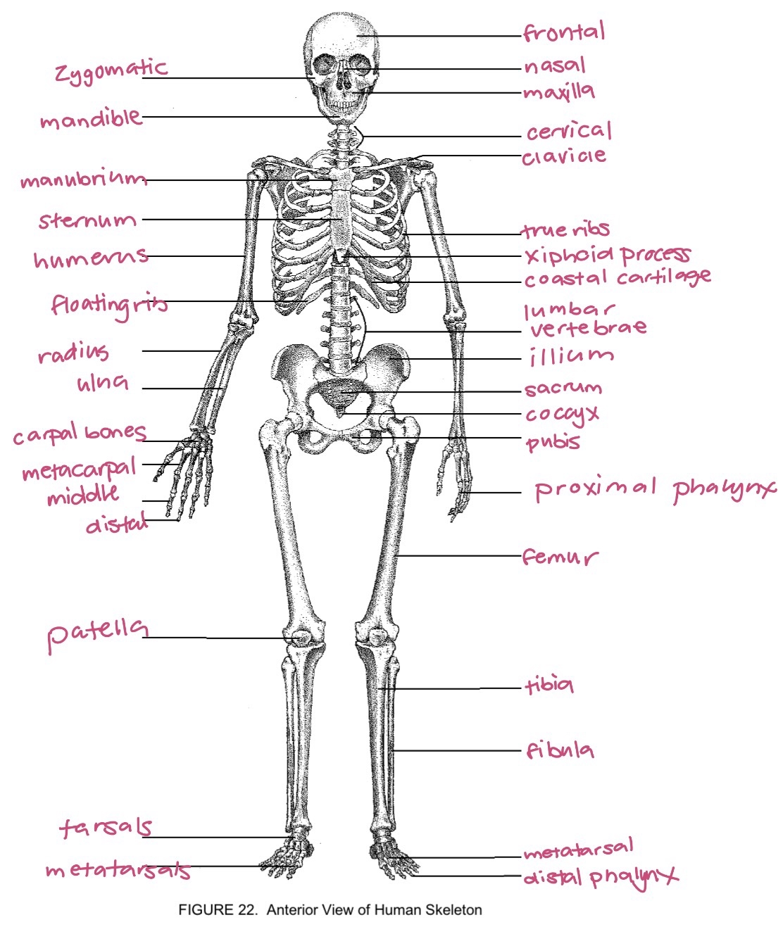 <p>full body skeleton</p>