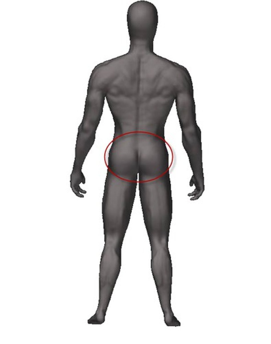<p>the butt</p>