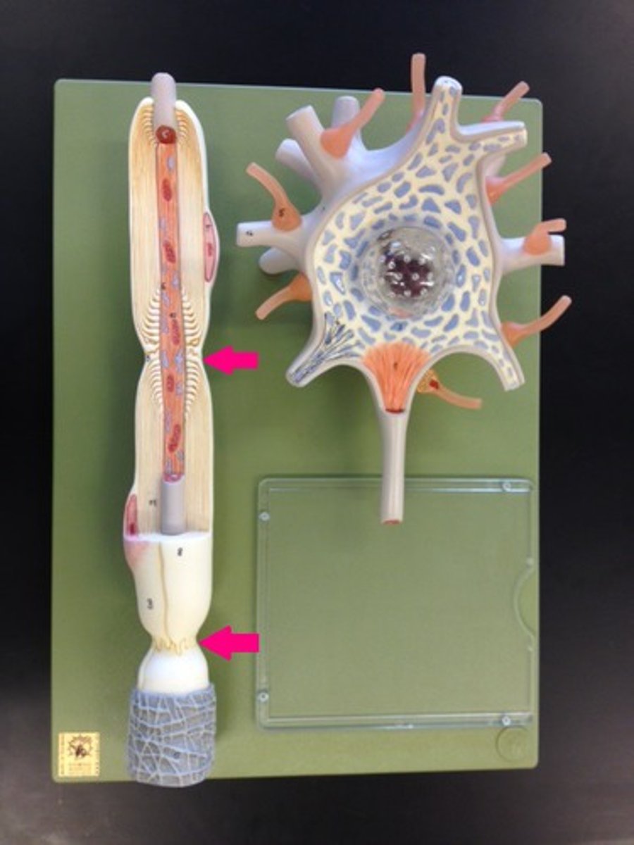 <p>a gap in the myelin sheath of a nerve, between adjacent Schwann cells.</p>