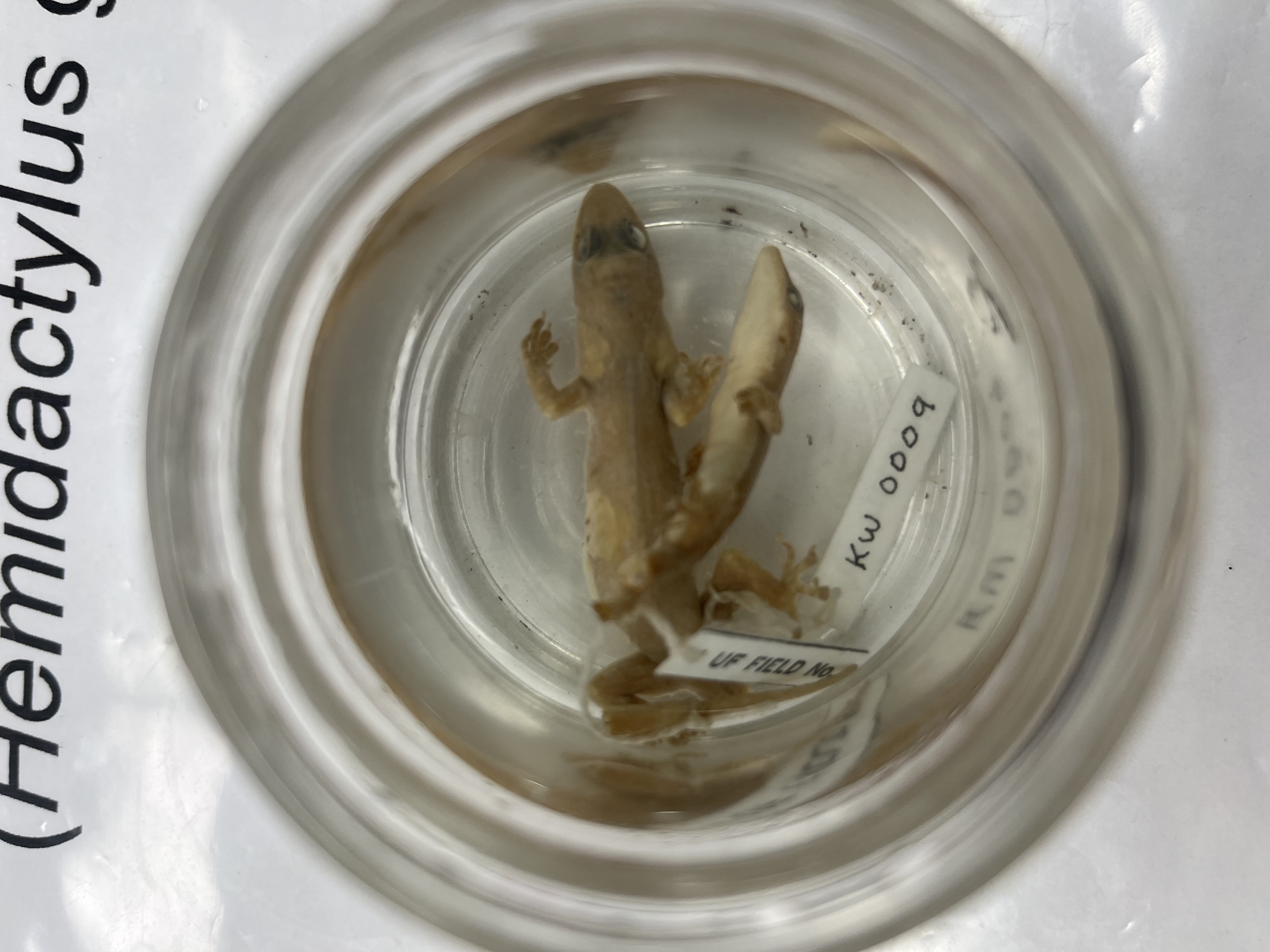 <ul><li><p>light tan</p></li><li><p>white belly</p></li><li><p>black eyes</p></li><li><p>slight white spots</p></li></ul><p></p>