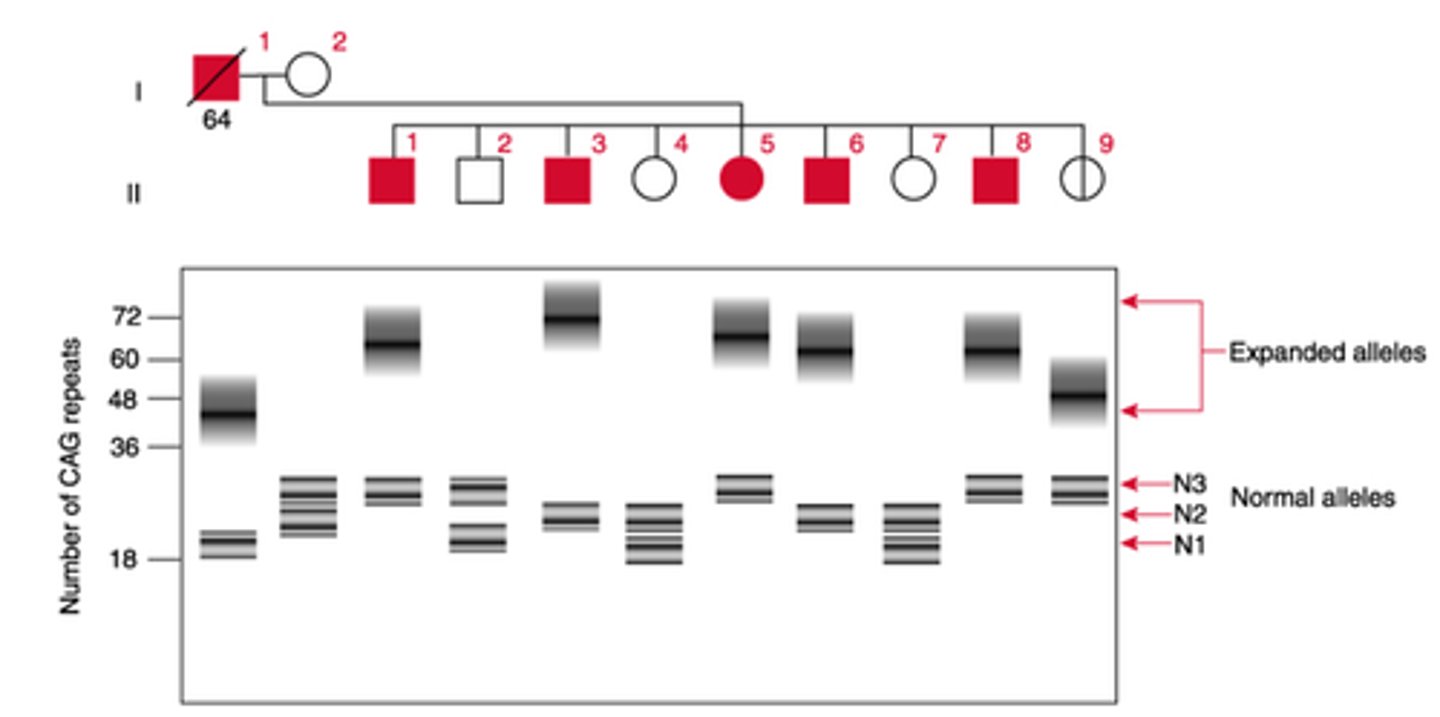 <p>The following is a family with Huntington's disease. Below the pedigree is a Southern blot analysis of the chromosome affected.</p><p>Which of the individuals likely has the earliest age of onset and why?</p>