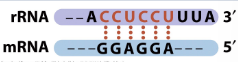 <p>in prokaryotes</p><p>complementary to sequence near 3’ end of 16S rRNA</p><p>positions small ribosomal subunit in the correct spot</p>