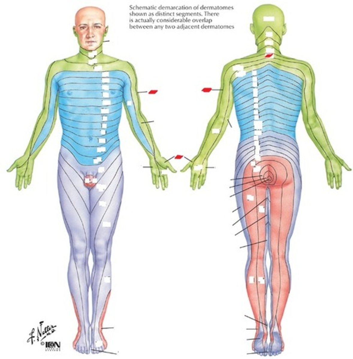 <p>Lateral forearm and palmar tip of thumb</p>