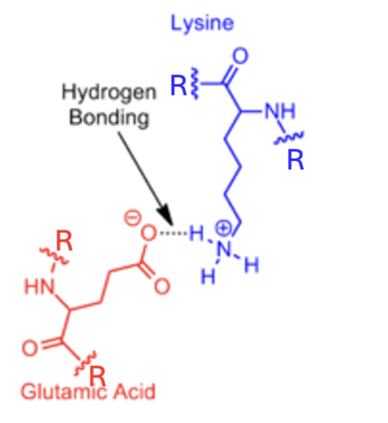 <p><span>In the picture below, the hydrogen bond&nbsp;</span><strong>DONOR</strong><span> is...</span></p>