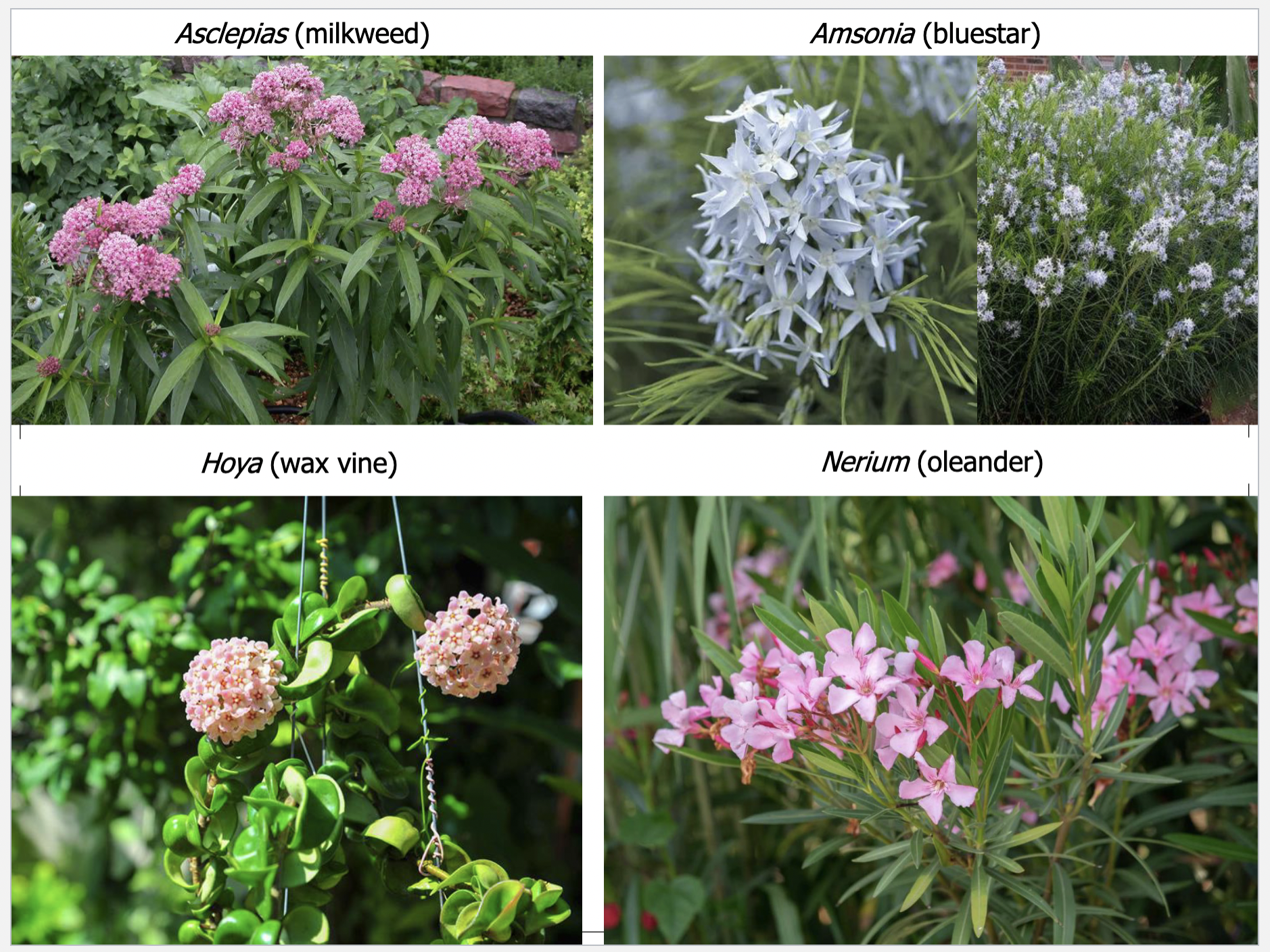 <p>Dogbane Family</p><p>Plants with opposite leaves and milky juice. Tubular flowers with parts in 5s</p>
