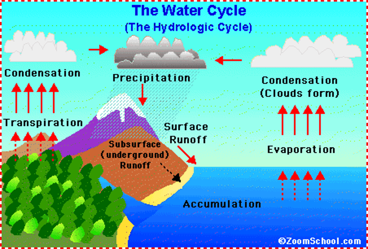 <p>Evapuration: Energy from the sun evaporates water from the land and sea into water vapour</p><p>Condensation: This warm water vapour rises and condenses into clouds</p><p>Precipitation: Water falls from the clouds as precipitation and provides fresh water for animals and plants</p><ul><li><p>Plants: soil absorbs water and roots take in water as its needed for photosynthesis, water is passed along through the food chain as plants are eaten</p></li><li><p>Animals: need water for chemical reactions, return water through excretion </p></li></ul><p>Surface run off: Water not absorbed is runoff and runs into streams and rivers</p><p>Water drains back into sea and evaporates</p><p>Cycle repeats</p>