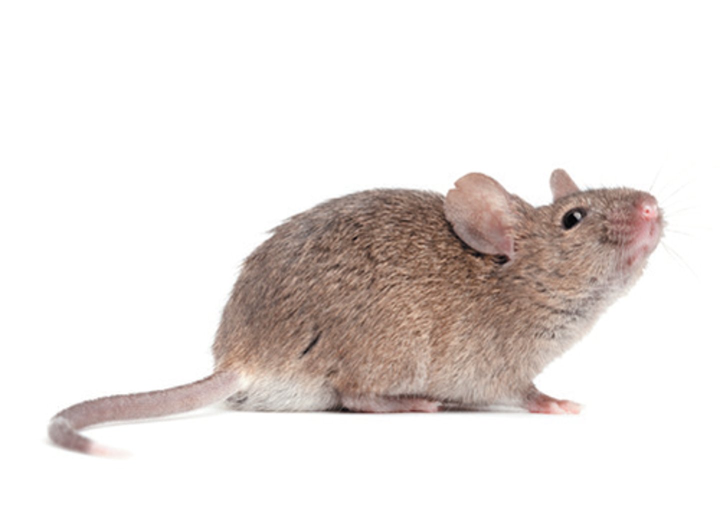 <p>mouse</p>