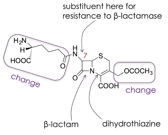 <ul><li><p>similar to penicillin with two fused rings, containing a beta lactam</p></li><li><p>however, other ring is a six member ring with a double bond</p></li><li><p>substituents can be changed (as seen in diagram)</p></li><li><p>altering group on position 7 creates a drug that is less susceptible to beta lactamase</p></li></ul><p></p>