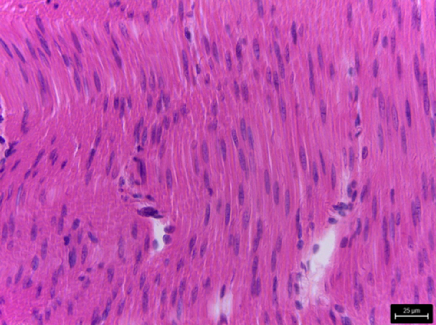 <p>What type of tissue is presented on the slide?</p>