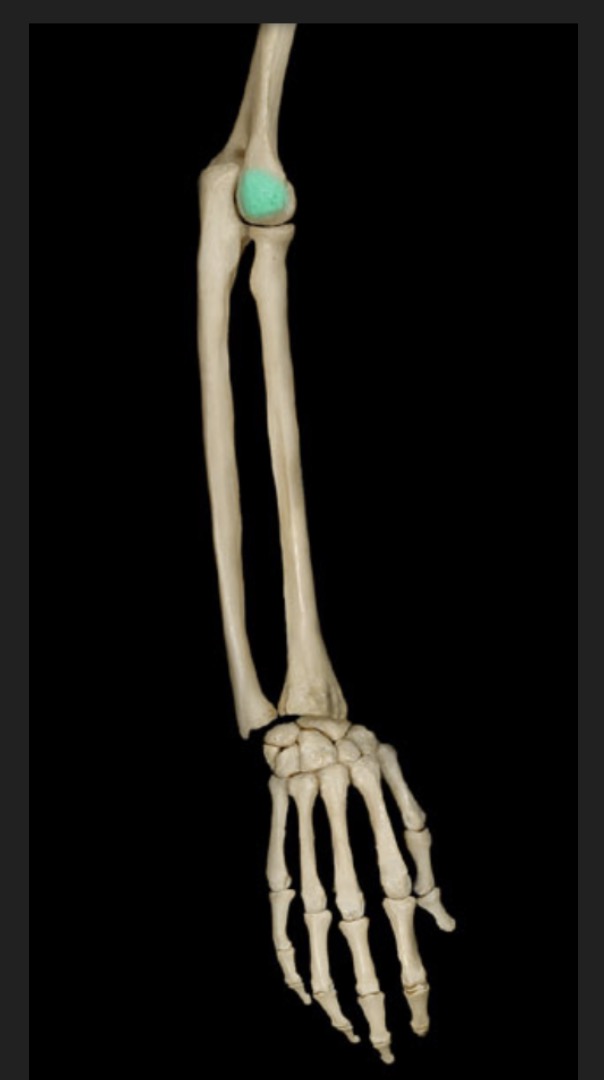 <p><span style="font-family: Arial, sans-serif; color: rgb(45, 59, 69)">located on the distal end of the humerus superior to the capitulum</span></p>