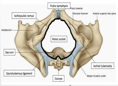 <p><strong>Pelvic Outlet</strong></p><p>-Pubic symphysis → ________ anteriorly </p><p>-Body of pubis/inferior pubic ramus/ramus of ischium/ischial tuberosity → ________</p><p>-Sacrotuberous ligament and coccyx → posteriorly </p>