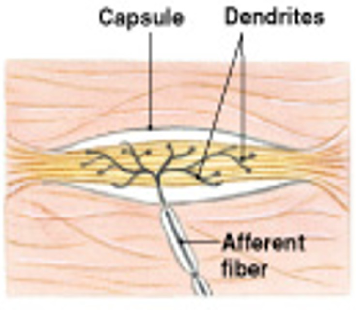 <p>Which type of tactile receptors:</p><ul><li><p>Distortion of the skin</p></li><li><p>Located in the reticular (deep) dermis</p></li></ul><p></p>