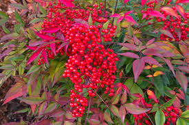 <p><span>Evergreen shrub with bamboo-like stems, pinnate green leaves that turn red in fall, and red berries. Used ornamentally.</span></p>