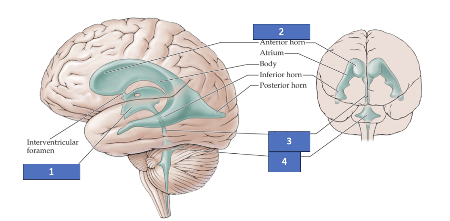 <p>What structure is labeled 3?</p>