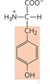 <p>Abbreviation: Tyr, Y</p><p>pK<sub>a </sub>of R group: 10.5</p>