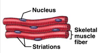 <p>Skeletal muscle</p>