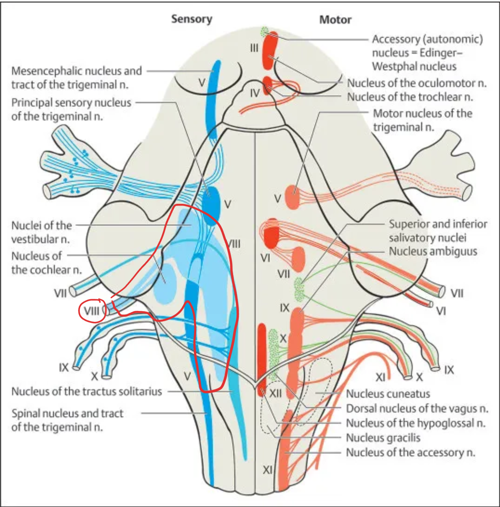 <p><strong>Vestibulocochlear (VIII)</strong></p>