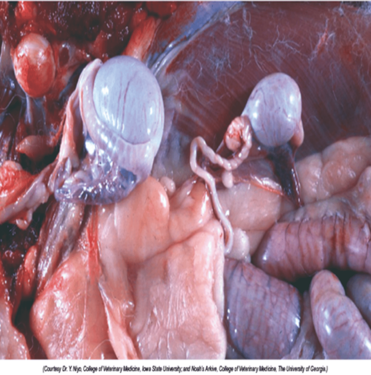 <p>Increased risk of tumour formation</p>