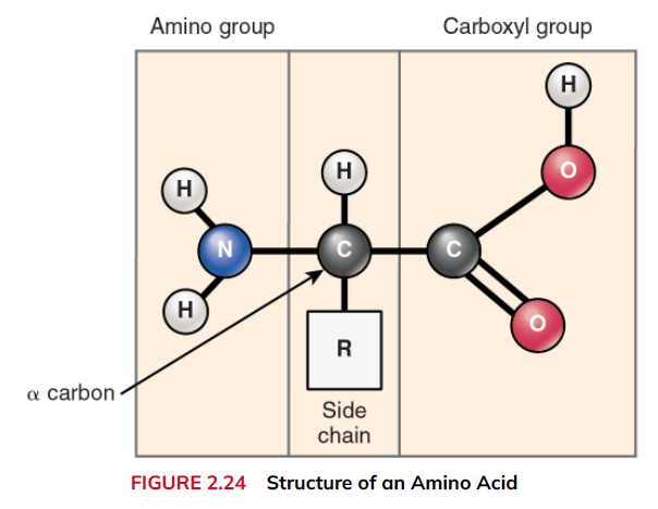 <p>molecule composed of amino grp, carboxyl grp, variable side chain. 20 diff amino acids to make up thousands diff proteins. Structure: Hydrogen atom, alkaline amino grp NH2, acidic carboxyl grp COOH, a variable grp (r grp)</p><p>have both acid n base so they make excellent buffers, helping body regulate acid base balance. </p>
