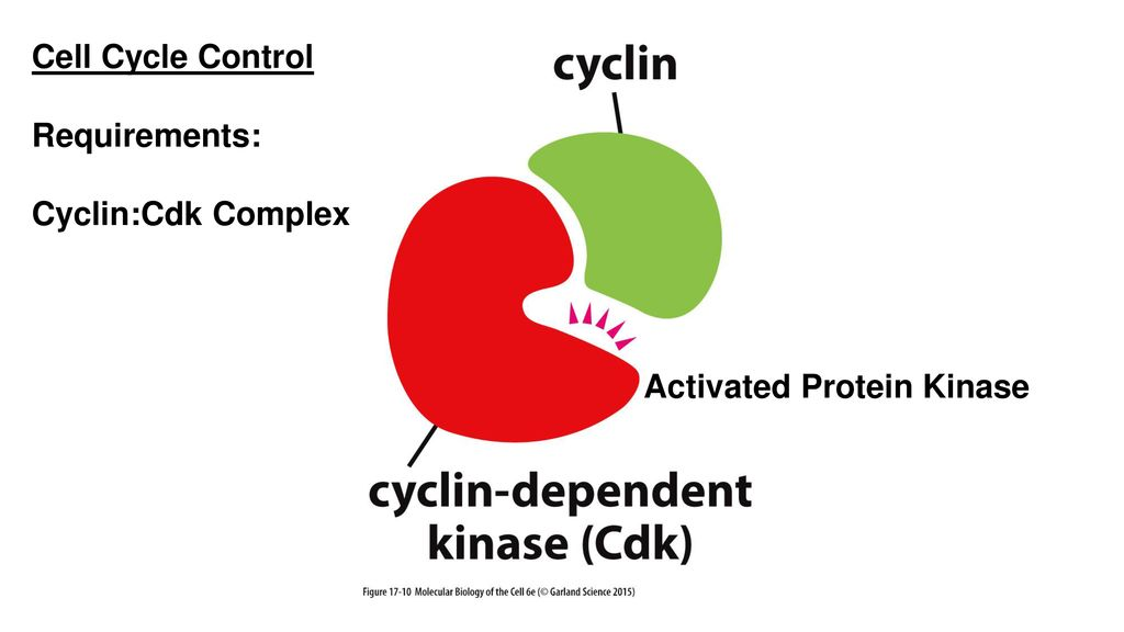 <p><strong>Regulating cell-cycle checkpoints and transcriptional events in response to extracellular and intracellular signals</strong></p>