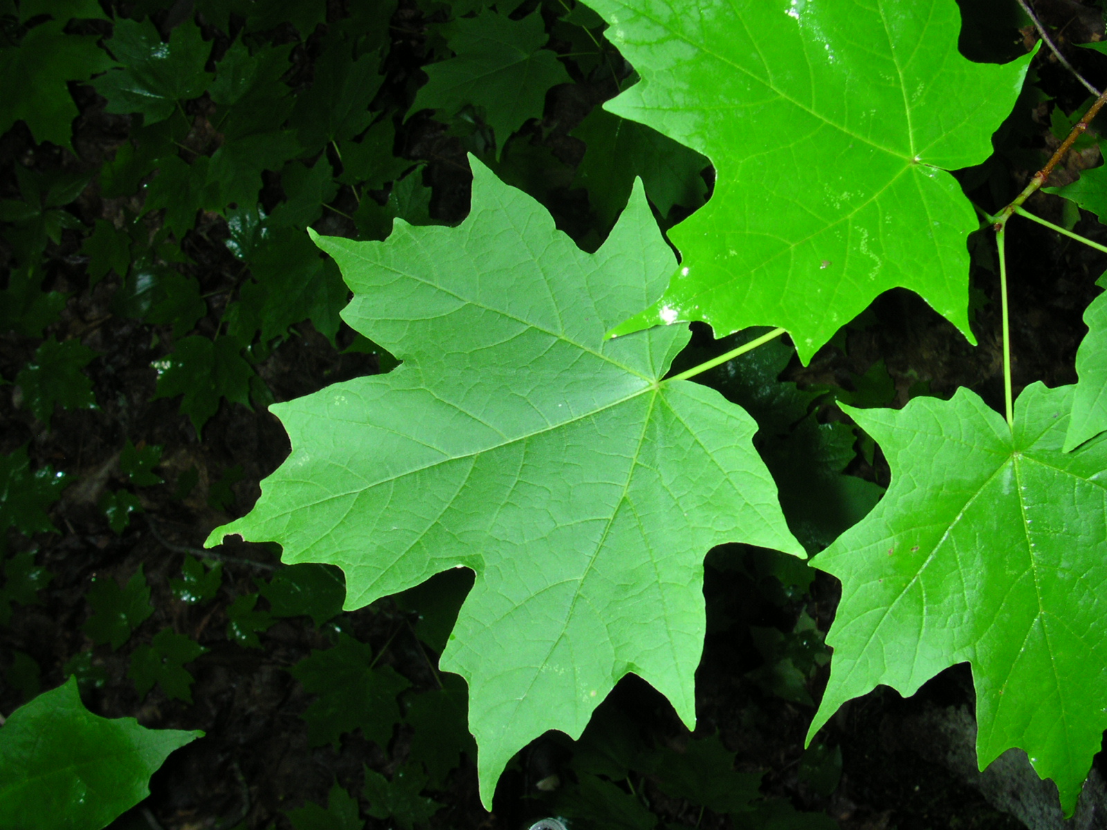 Sugar Maple:

Lobed, smooth leaves, whirly gigs