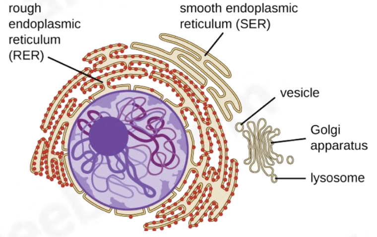 <ul><li><p>synthesises lipids and steroids such as cholesterol and the reproductive hormones estrogen and testosterone </p></li></ul>