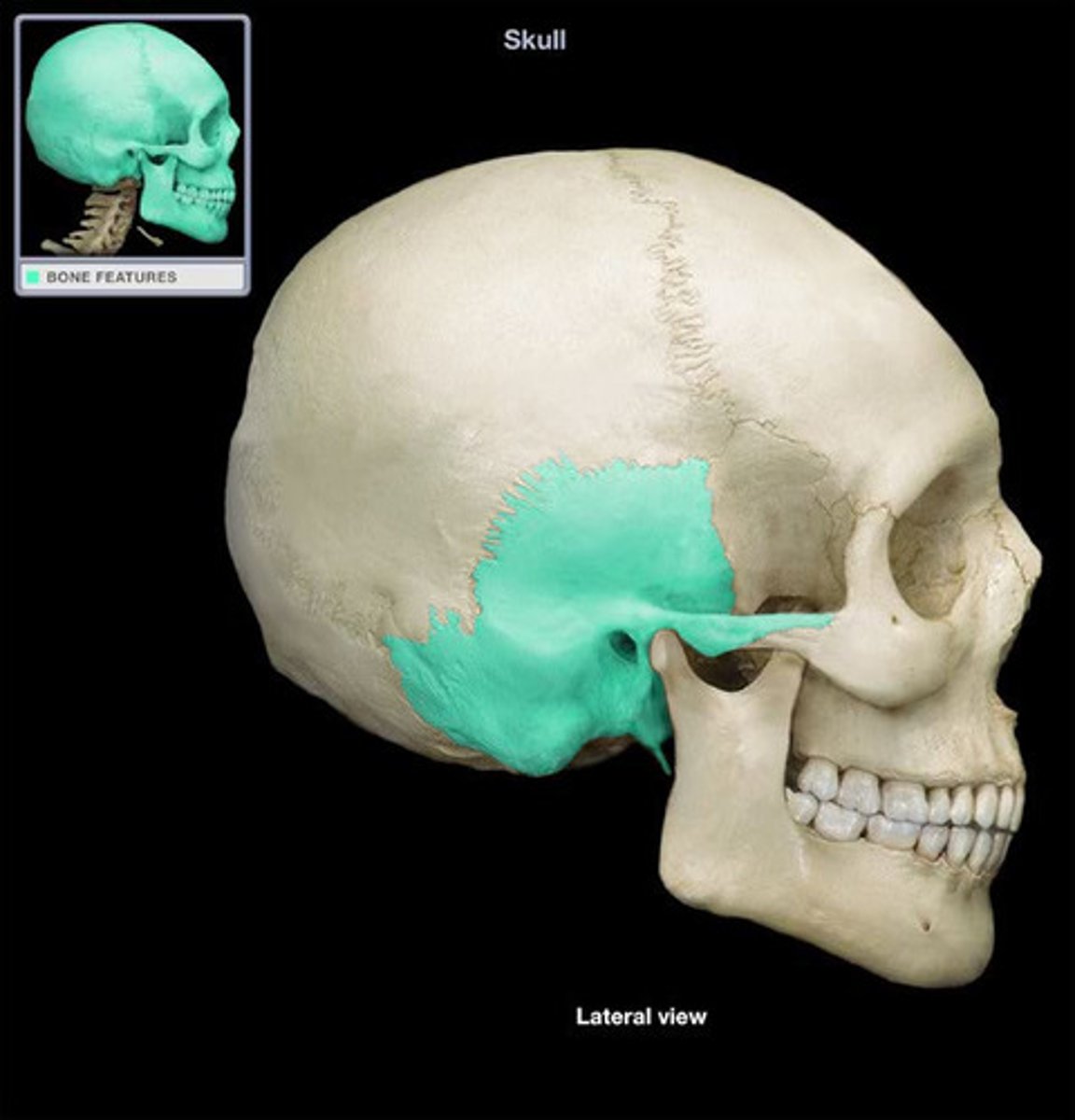 <p>paired bone located on the lateral sides of the skull</p>