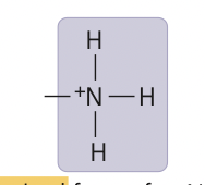 <p>amino group ionized</p>