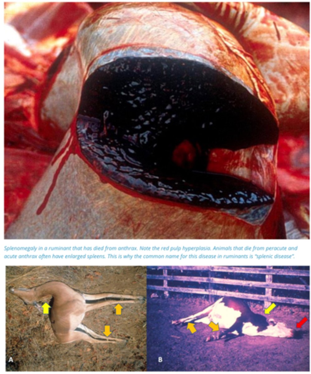 <p>1. Enters Body, Organism in spore format germinates</p><p>2. Replicate Locally, then move through lymphatics to Bloodstream causing bacteraemia. Resistant Hosts have localised infection, susceptible hosts have systemic Infection.</p><p>3. Tripartite Toxins Target Cells causing Oedema and Apoptosis</p><p>4. (Whole Body Affected) Oedema + Haemorrhages of Blood Vessels</p><p>5. Causes Large Spleen on post mortem, Poorly Clotting Blood, Neuro Signs</p>