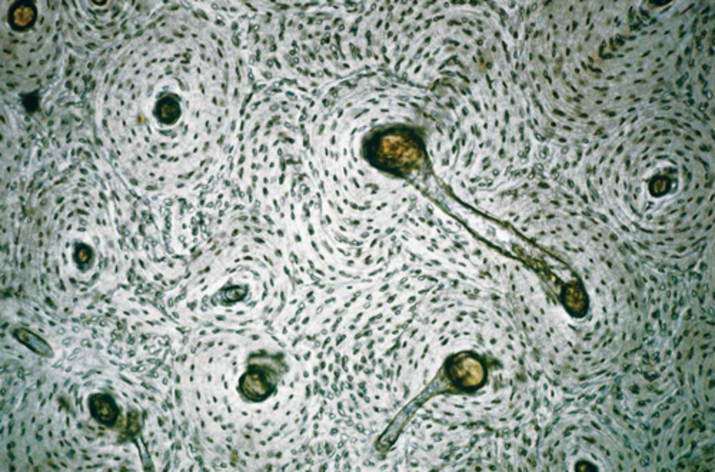 <p>name the tissue</p>