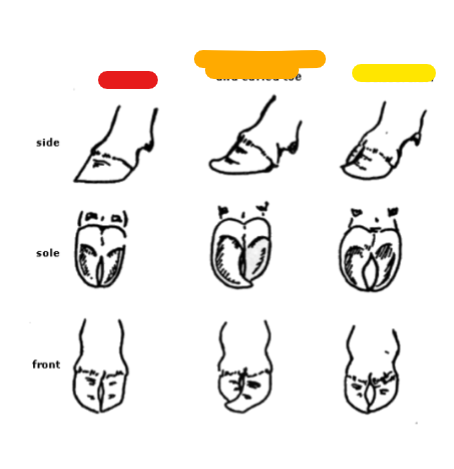 <p>What is the yellow?</p>