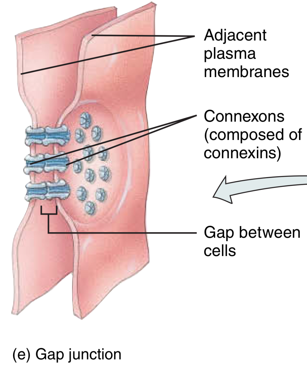<p>(AJ) What are the proteins of the gap junction? What do they form, what do they pass, and what is their function </p>