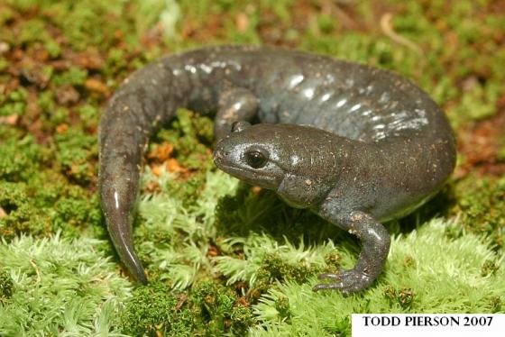 Ambystomatidae - Ambystoma texanum