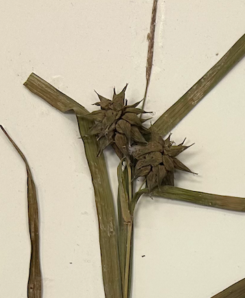 <p>Poales</p><p><span style="background-color: transparent;"><span>Typhaceae</span></span></p><p><span style="background-color: transparent;"><em><span>Sparganium americanum</span></em></span></p><p><span style="background-color: transparent;"><span>in fruit and male flowers dehisced</span></span></p>