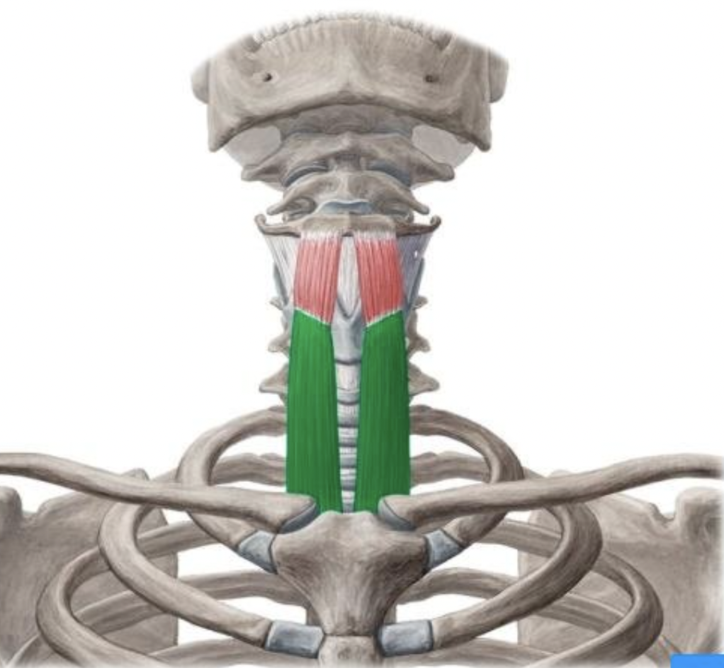 <p>origin : posterior manubrium insertion : thyroid cartilage larynx</p>