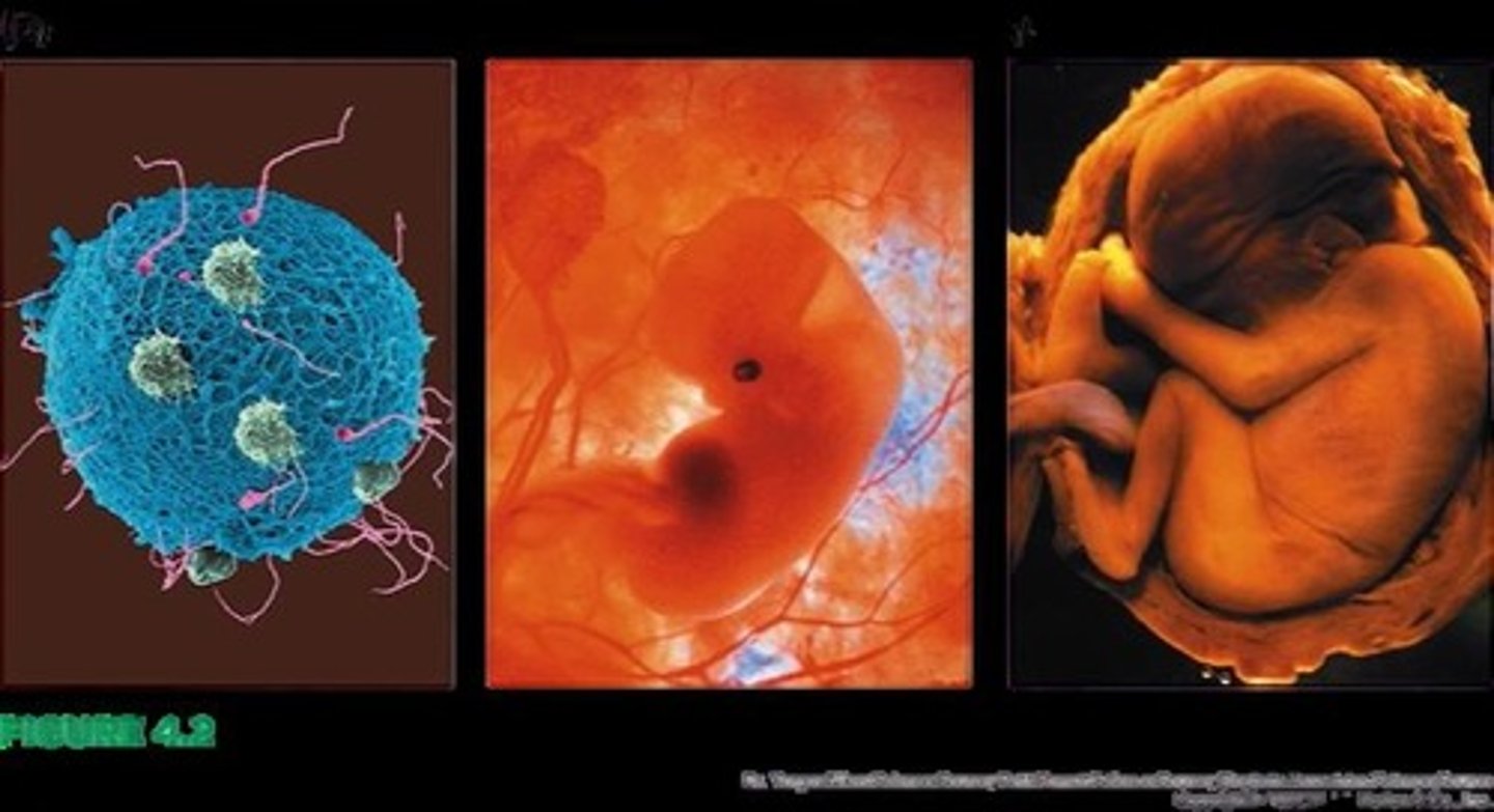 <p>From 3 to 8 weeks after conception, the brain, spine, major organs, and bodily structures begin to form.</p>