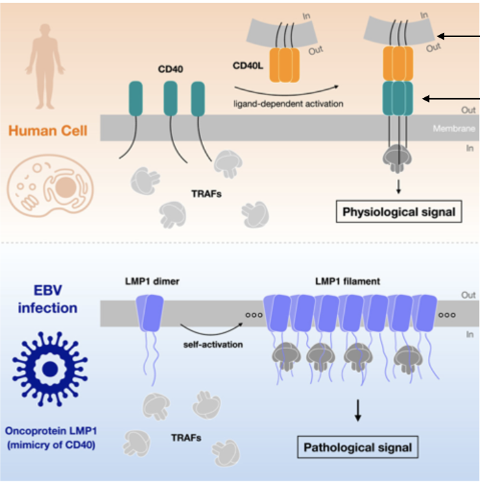 <p>Virus infects naive B cell </p><p>shows version of antibody it will make on cell surface, if it recognizes smt with antibody → becomes active</p><p></p><p>Virus drives naive b cells to go to germinal center and proliferate as if they did find an antigen → creates a stable long lasting reservoir for the viruses (bc b cell was made into a memory b cell)</p><p></p><p>From infection to proliferation:</p><p>EBV infects a B cell.</p><p>LMP1 (a viral protein) gets expressed in the B cell membrane.</p><p>LMP1 mimics CD40, a normal receptor that usually requires T cell interaction (via CD40L).</p><p>But LMP1 doesn’t need CD40L — it's always “on.”</p><p>LMP1 recruits TRAF proteins (TNF receptor-associated factors).</p><p>Result: B cell thinks it’s being told by a T cell to grow, divide, and stay alive.</p><p>This allows the virus to maintain latency and expand infected B cells without immune activation.</p><p></p><p>Move out of germinal center and into memory cell </p><p>Memory cell divides, viral genome divides with it so it doesn't get diluted out</p><p>Doesn’t express viral proteins → undetected</p><p><strong>Back into lytic cycle: when b cell gets differentiated into plasma cell which happens bc b cell comes in contact with its matching antigen</strong></p><p></p>