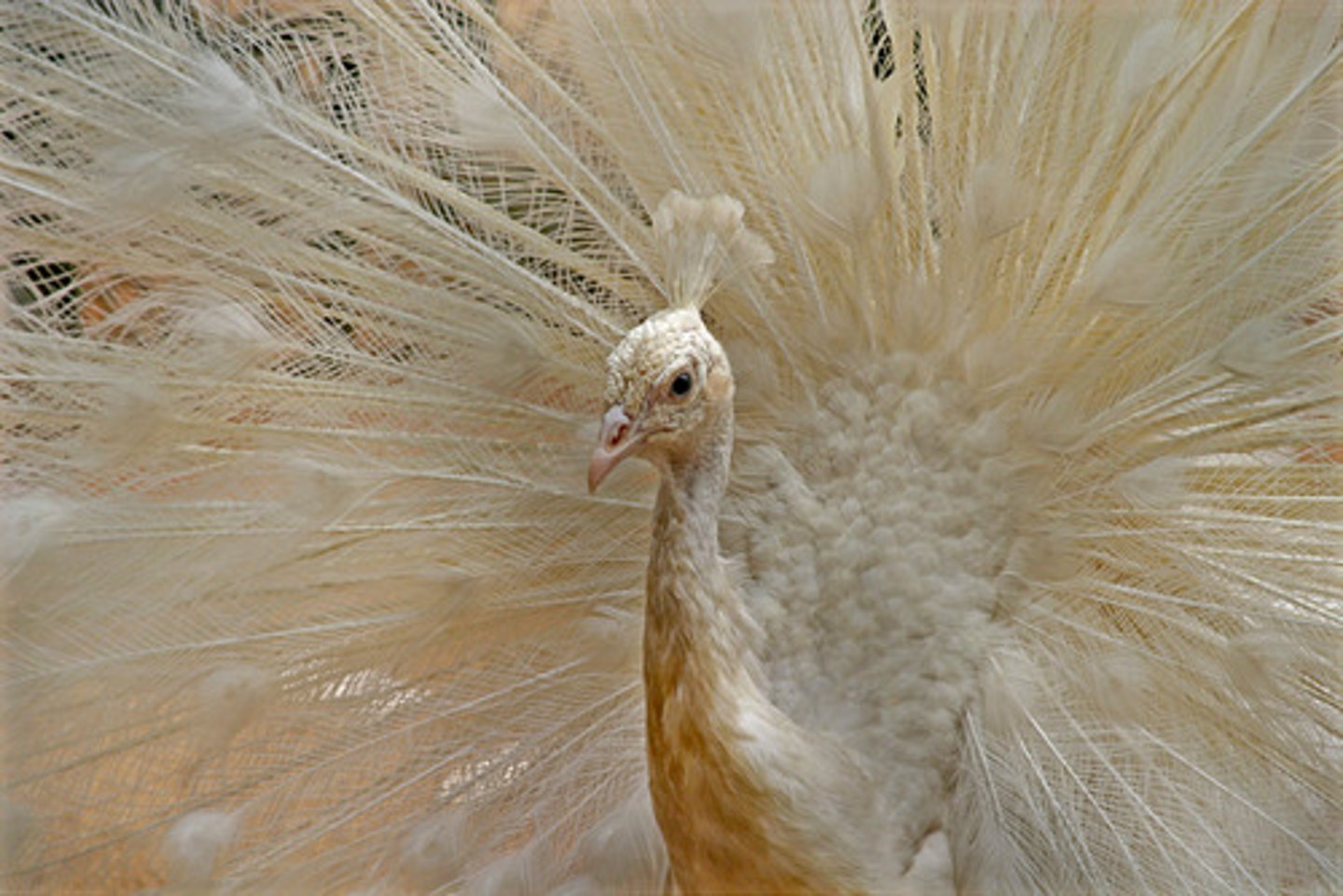 <p>the peacock</p>