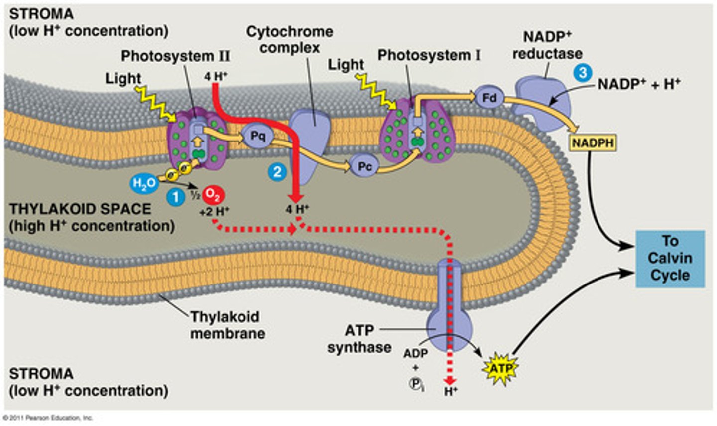 <p>reactions of photosynthesis that use energy from light to produce ATP and NADPH</p>