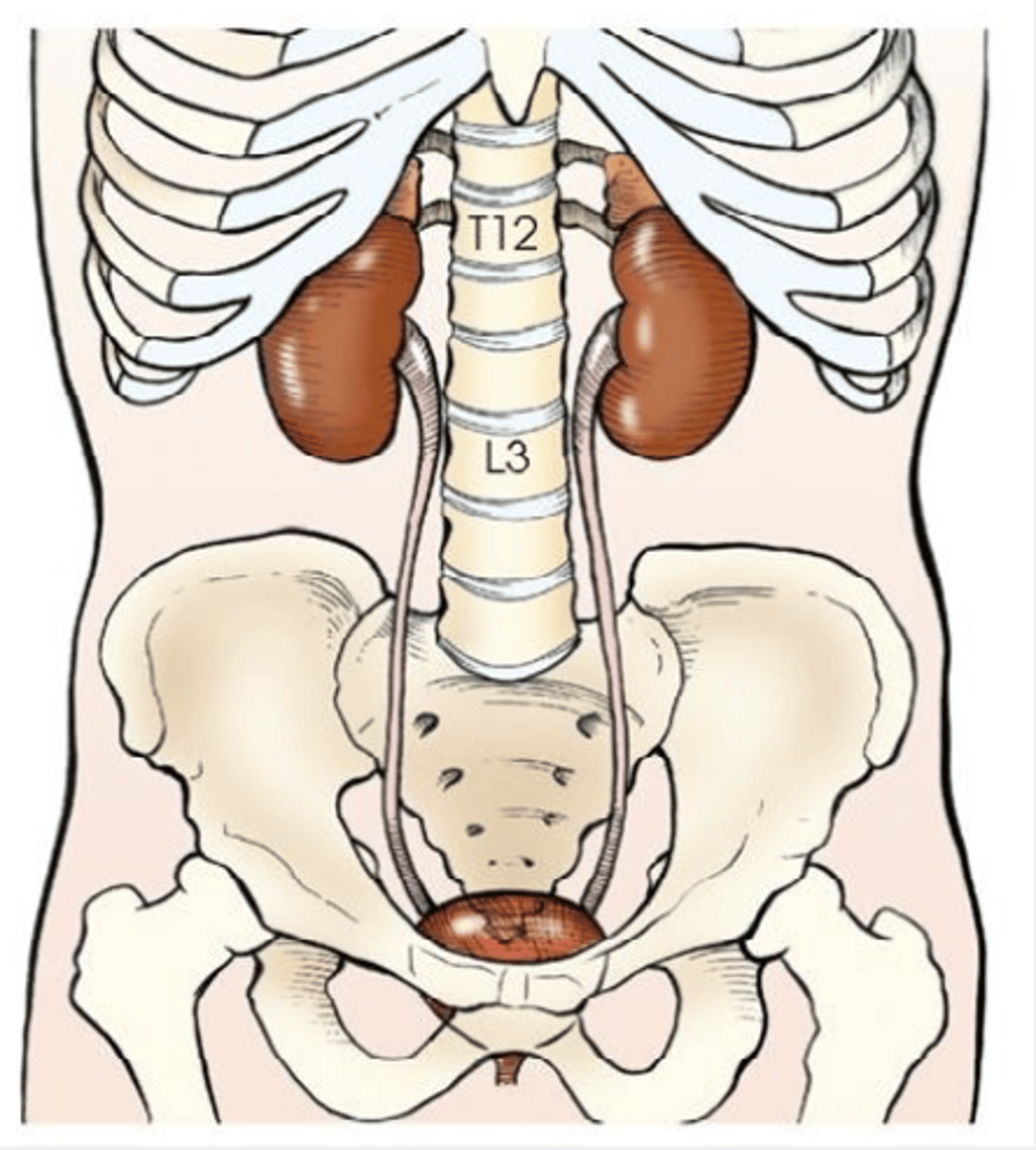 <p>beside the spine, between T12- L4</p>