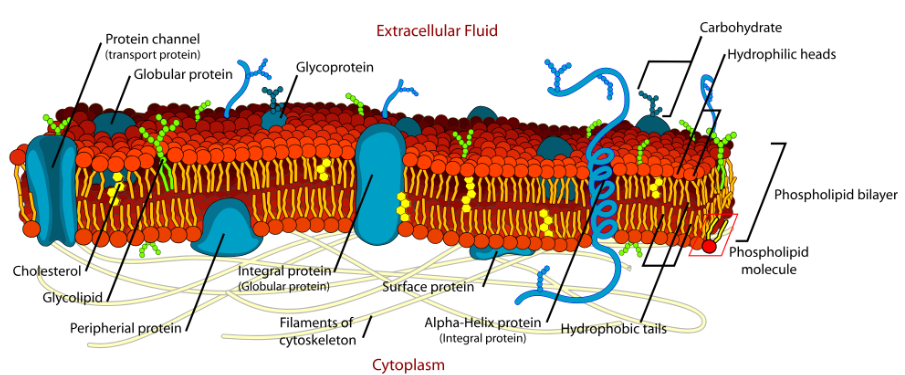 <p>Biomolecules:</p><ul><li><p>lipid bilayer made up of two layers of phospholipids (move laterally) w/ cholesterol (lipid) that adds structure + lil carbs hang</p></li><li><p>proteins: throughout membrane</p><ul><li><p>Transport: moving molecules through membrane</p><ul><li><p>cross: water?</p></li><li><p>enter: food, molecules (glucose), gasses (o2, Co2)</p></li><li><p>exit: proteins, wastes, gasses (o2, Co2)</p></li></ul></li><li><p>Signal transduction: insulin</p></li><li><p>and more (for later)</p></li></ul></li><li><p>all cells</p></li></ul><p>Function:</p><ul><li><p>to regulate the transport of materials entering + exiting cell, protection, fixed environment</p></li><li><p><strong>selective permeability</strong>: some substances pass through easier than others</p></li><li><p><strong>Fluid Mosaic Model</strong>: hydrophilic regions of proteins that interact w/ water as outer region + hydrophobic regions of proteins in nonaqueous environments as inner region</p></li></ul><p></p>