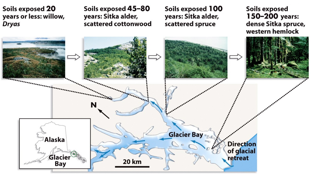<p>This example of a direct observation of succession shows a diversity of ____</p><ul><li><p>1794: Captain George Vancouver finds 32km wide glacier blocking bay</p></li></ul><ul><li><p>1879: John Muir finds open water</p></li></ul><p></p>