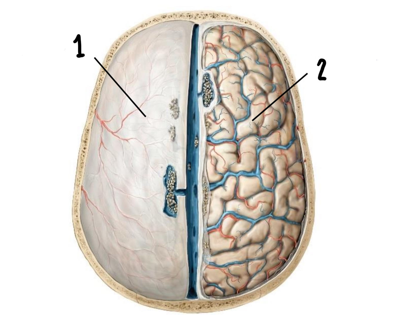 <p>Which are these 2 layers of the meninges (outermost and innermost)?</p>