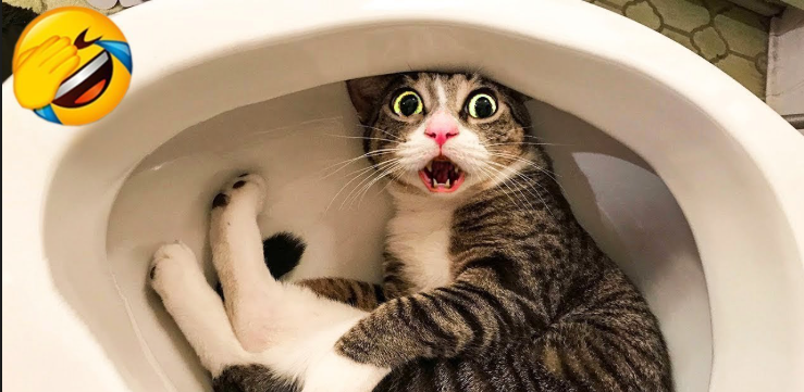 <p>Cats (oocysts in feces).</p>