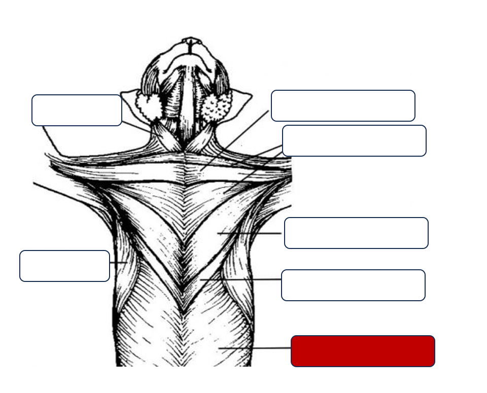 <p>Label the muscle</p>