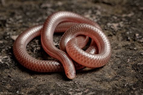 <ul><li><p>small</p></li><li><p>orange</p></li><li><p>reduced eyes</p></li><li><p>blung tail</p></li></ul><p></p>