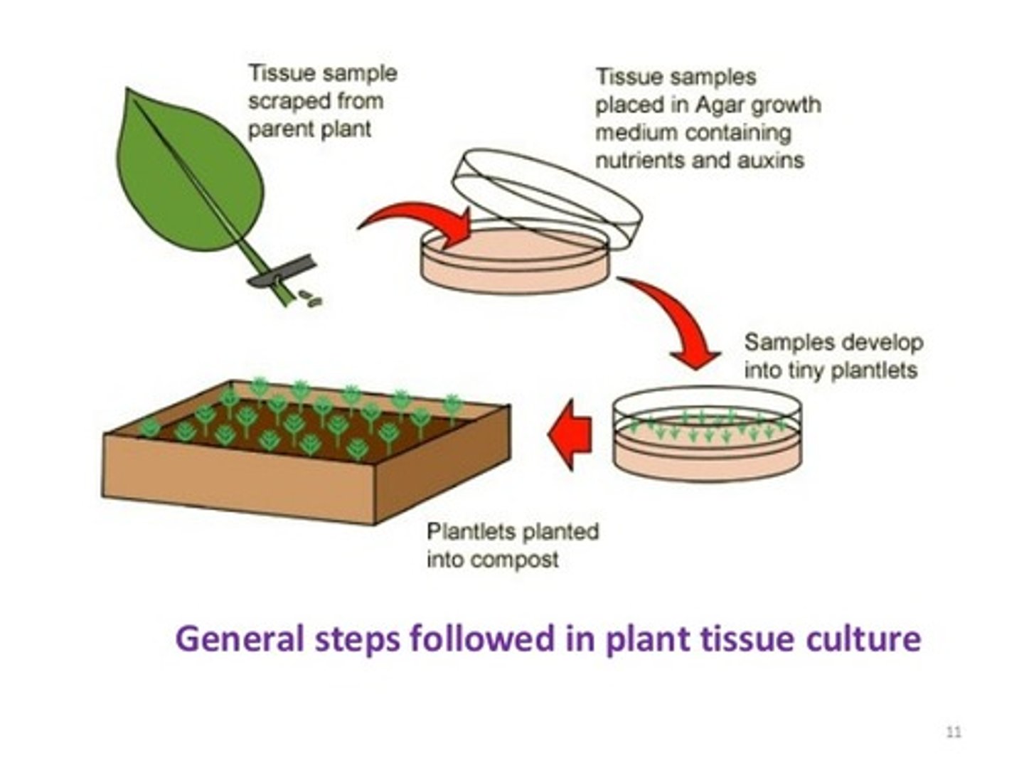 <p>A plant divided into small cultures of cells that is incubated with plant hormones for the mass production of identical plant clones</p>