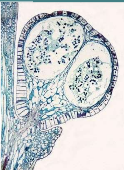 <p><em>Eusporangiate synangia </em></p>